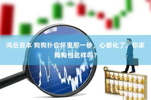 鸿岳资本 狗狗扑你怀里那一秒，心都化了，你家狗狗也这样吗？
