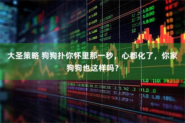 大圣策略 狗狗扑你怀里那一秒，心都化了，你家狗狗也这样吗？