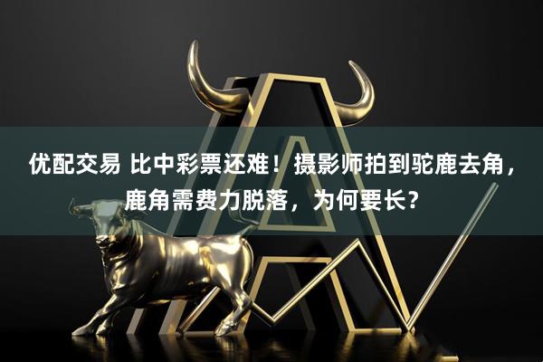 优配交易 比中彩票还难！摄影师拍到驼鹿去角，鹿角需费力脱落，为何要长？