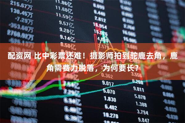 配资网 比中彩票还难！摄影师拍到驼鹿去角，鹿角需费力脱落，为何要长？